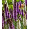 Liatris Spicata Mixture (Pack Of 10) -JulboCorona Trees Store Liatris Spicata Mixture
