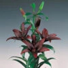 Lilium Asiatic Landini (Pack Of 2) -JulboCorona Trees Store Lily Asiatic Landini