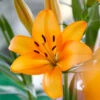 Lilium Asiatic Mandarin Star (Pack Of 2) 1 Lilium Asiatic Mandarin Star (Pack Of 2) -JulboCorona Trees Store Lily Asiatic Mandarin Star