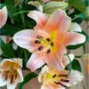 Lilium Oriental Salmon Star (Pack Of 2) 2 Lilium Oriental Salmon Star (Pack Of 2) -JulboCorona Trees Store Lily Oriental Salmon Star