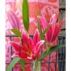 Lilium Oriental Stargazer (Pack Of 2) -JulboCorona Trees Store Lily Oriental Stargazer