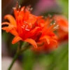 Nerine Sarsiensis Red (Pack Of 2) -JulboCorona Trees Store Nerine Red 1