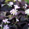 Oxalis Triangularis (Pack Of 5) -JulboCorona Trees Store Oxalis triangularis