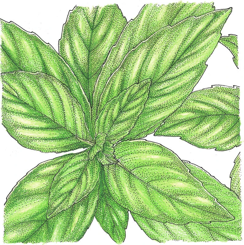 Organic Basil, Lemon (pack) 4 Organic Basil, Lemon (pack) - Image 2