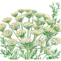 Best Seller -JulboCorona Trees Store SNV8052 a