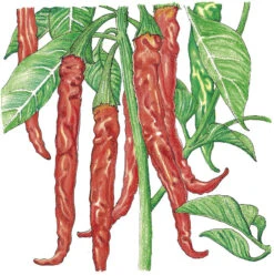 Hot Cayenne Slim Pepper Seeds (Organic) -JulboCorona Trees Store SNV8119 a