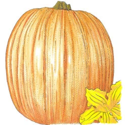 Howden Pumpkin Seeds (Organic) -JulboCorona Trees Store SNV8140 a