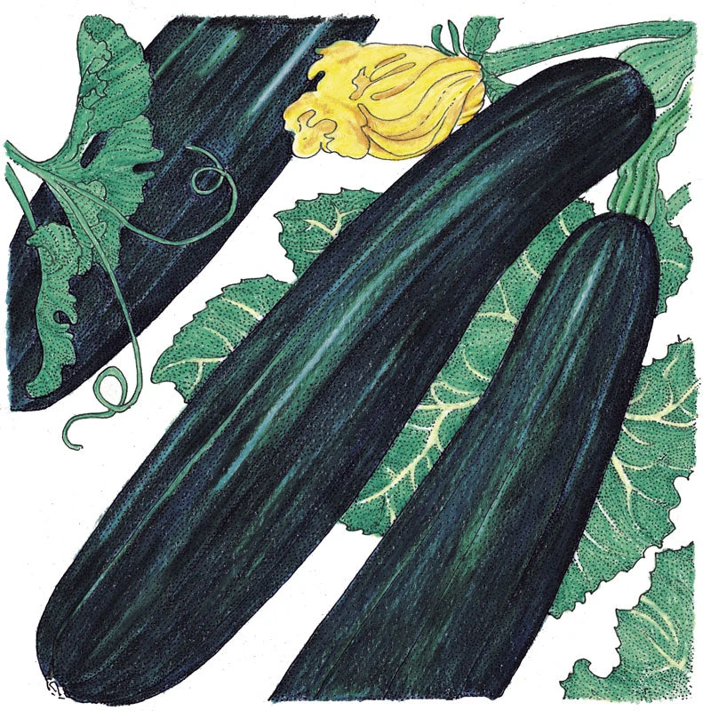 Black Beauty Summer Squash Seeds (Organic) 4 Black Beauty Summer Squash Seeds (Organic) - Image 2