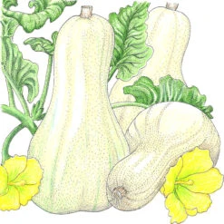 Best Seller -JulboCorona Trees Store SNV8156 a