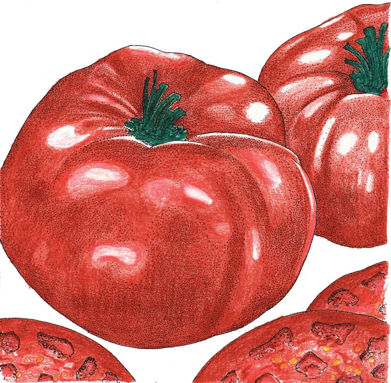 Brandywine Tomato Seeds (Organic) 4 Brandywine Tomato Seeds (Organic) - Image 2