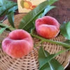 Scarlet Halo Donut Peach Tree -JulboCorona Trees Store Scarlet Halo Donut Peach 17b91d2c 52bd 430d b6d1 f909c5229e87