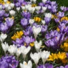 Snow Crocus Bulb Mix (Pack Of 40) -JulboCorona Trees Store Snow Crocus Bulb Mix