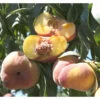 Sugar Tiger Donut Peach Tree -JulboCorona Trees Store Sugar tiger donut peach B
