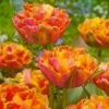 "Royal Centennial" Double Late Peony Tulip Bulbs (Pack Of 6) -JulboCorona Trees Store Tulip Double Late Peony Royal Centennial
