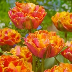 "Royal Centennial" Double Late Peony Tulip Bulbs (Pack Of 6)