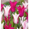 Neon Flash Tulip Bulb Mix (Pack Of 12) -JulboCorona Trees Store Tulip Neon Flash