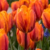 "Princess Irene" Rembrandt Tulip Bulbs (Pack Of 8) -JulboCorona Trees Store Tulip Rembrandt Princess Irene