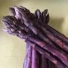 Asparagus Sweet Purple -JulboCorona Trees Store asparagus sweet purple bundle of 10