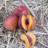 Autumn Marble Peach Tree 2 Autumn Marble Peach Tree -JulboCorona Trees Store autumn marble peach B