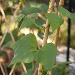 Bamboo Stakes - 10' (Pack Of 10) -JulboCorona Trees Store bamboo1 a a65f348e ec99 4c9c 89d0 d8e585e411b3