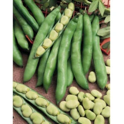 Broad Windsor Fava Bean Seeds (Organic) -JulboCorona Trees Store bean fave