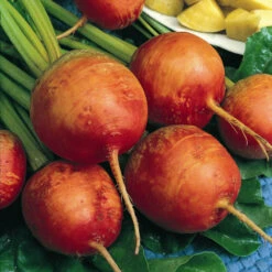 Golden Detroit Beet Seeds (Organic) -JulboCorona Trees Store beet golden 1