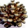 Black Oyster Mushroom Kit 1 Black Oyster Mushroom Kit -JulboCorona Trees Store black oyster mushroom kit