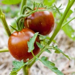 Black Prince Tomato Seeds (Organic) -JulboCorona Trees Store black prince 1