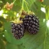 Blackberry - Triple Crown (Thornless) -JulboCorona Trees Store blackberry triple crown thornless each