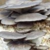 Blue Oyster Mushroom Kit -JulboCorona Trees Store blue oyster mushroom kit