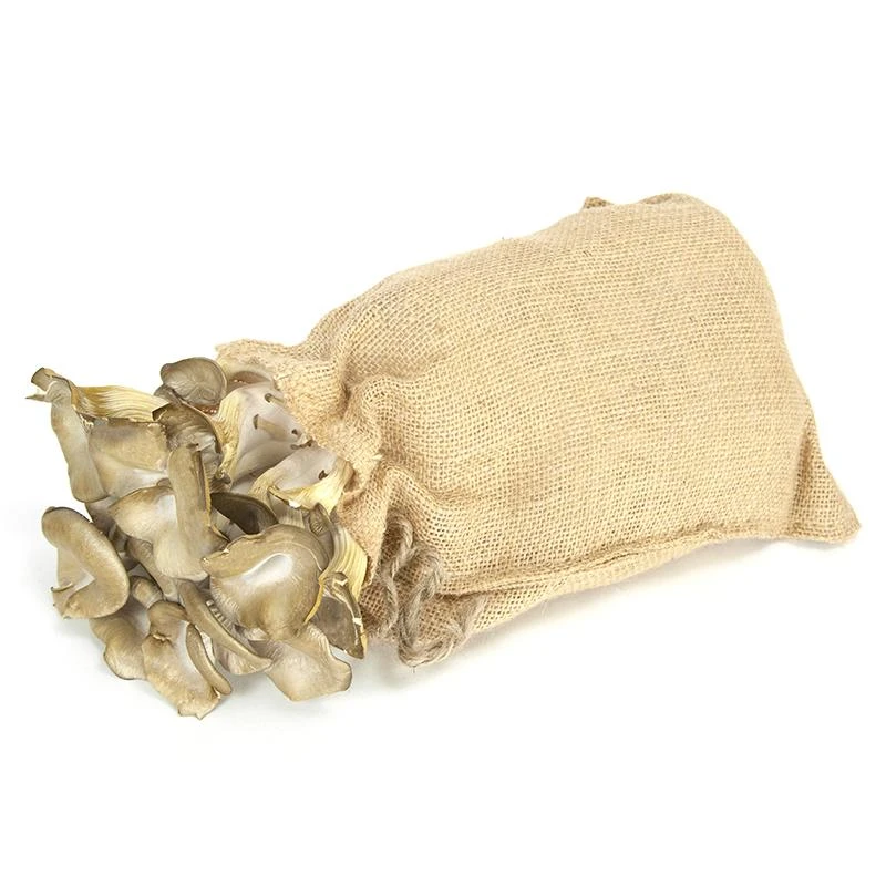 Blue Oyster Mushroom Kit In Burlap 3 Blue Oyster Mushroom Kit In Burlap