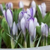 "Blue Pearl" Snow Crocus Bulbs (Pack Of 20) -JulboCorona Trees Store blue pearl crocus