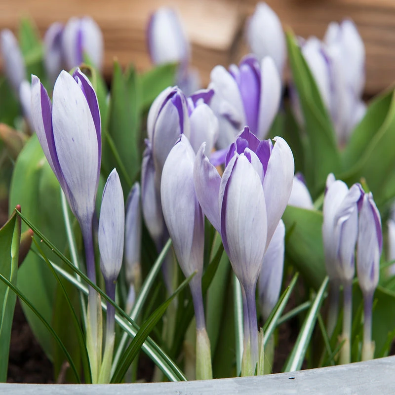 "Blue Pearl" Snow Crocus Bulbs (Pack Of 20) 3 "Blue Pearl" Snow Crocus Bulbs (Pack Of 20)