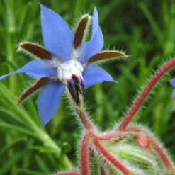 Organic Borage -JulboCorona Trees Store blue borage