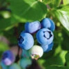 Organic Blueberry Toro (Ea) -JulboCorona Trees Store blueberry on plant