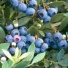 Blueberry - Sunshine Blue (Mid-Late Harvest) -JulboCorona Trees Store blueberry sunshine blue mid late harvest