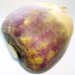 Joan Rutabaga Seeds (Organic) -JulboCorona Trees Store brassica napus subsp rapifera