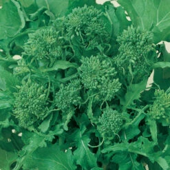 Rapini Broccoli Seeds (Organic) -JulboCorona Trees Store broccoli raab spring rappini