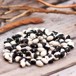Orca Bush Bean Seeds (Organic) -JulboCorona Trees Store calypso dry bean web