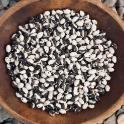 Orca Bush Bean Seeds (Organic) -JulboCorona Trees Store calypso bean 92616 016 web