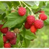 Organic Raspberry - Caroline Red (Ea) -JulboCorona Trees Store caroline red raspberry BTB