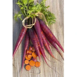 Cosmic Purple Carrot Seeds (Organic) -JulboCorona Trees Store carrot cosmic purple 1