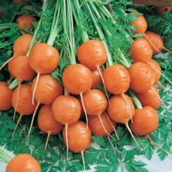 Parisian Carrot Seeds (Organic) 7 Parisian Carrot Seeds (Organic) -JulboCorona Trees Store carrot parisian