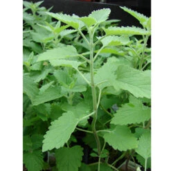 Organic Catnip -JulboCorona Trees Store catnip web