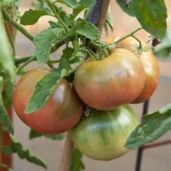 Cherokee Purple Tomato Seeds (Organic) -JulboCorona Trees Store cherokee purple 4