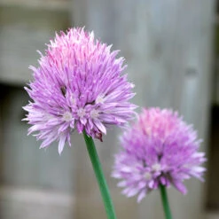 Organic Chives, Common -JulboCorona Trees Store chives flower 1