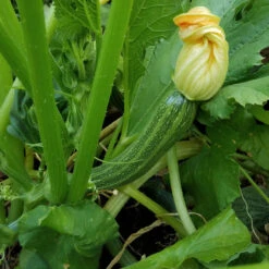 Cocozelle Summer Squash Seeds (Organic) -JulboCorona Trees Store cocozelle web
