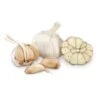 Conventionally Grown Garlic, German Red (lb) -JulboCorona Trees Store conventionally grown garlic german red lb