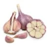 Conventionally Grown Garlic, Purple Glazer (lb) -JulboCorona Trees Store conventionally grown garlic purple glazer lb