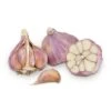 Conventionally Grown Garlic, Russian Red (lb) -JulboCorona Trees Store conventionally grown garlic russian red lb